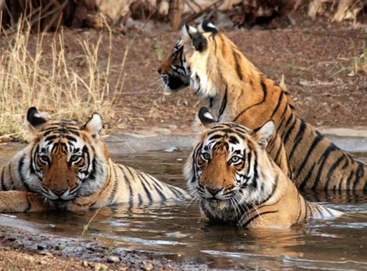 Badrama Wildlife Sanctuary
